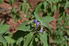 Solanum pubescens